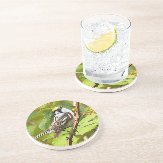 Chestnut-Sided Warbler Songbird on a Branch Coaster (Side)