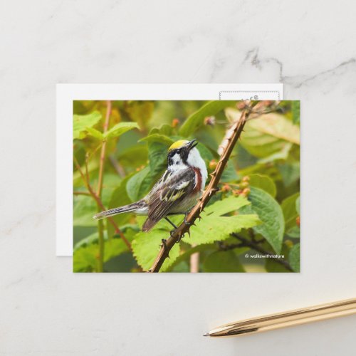 Chestnut_Sided Warbler Songbird on a Branch Postcard