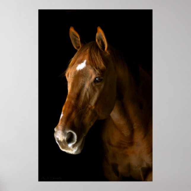 Chestnut Thoroughbred Poster (Front)