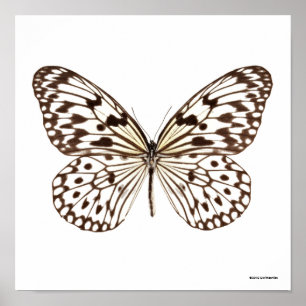 Chestnut Tiger Butterfly Poster