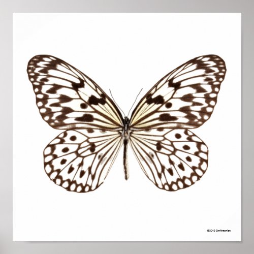 Chestnut Tiger Butterfly Poster