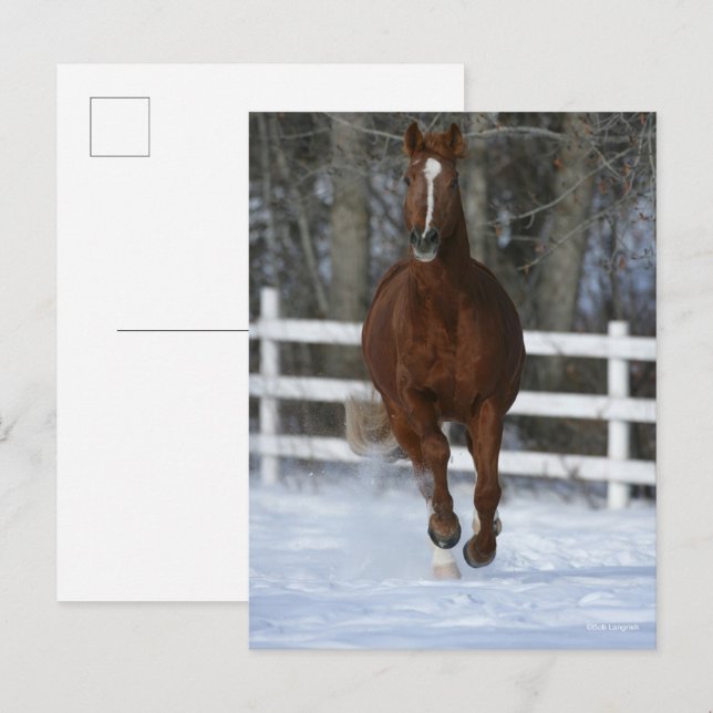 Chestnut Trakehner Stallion In The Snow Postcard (Front/Back)