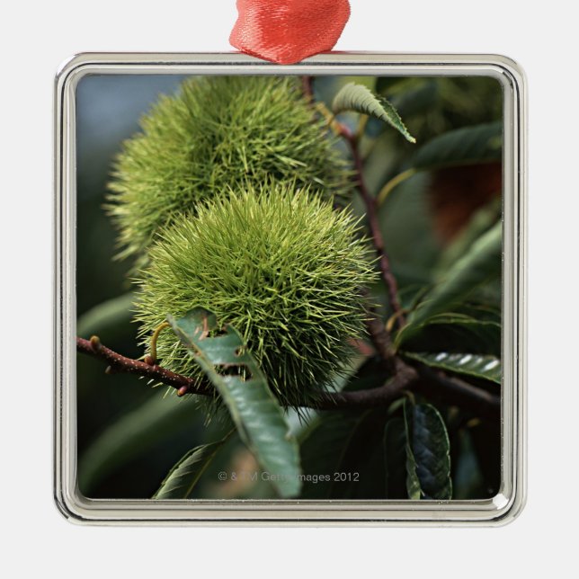 Chestnut Tree Metal Ornament (Front)