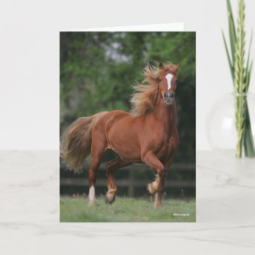 Chestnut Welsh Pony Mane and Tail Flowing Card