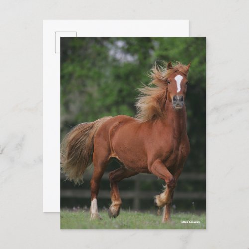 Chestnut Welsh Pony Mane and Tail Flowing Postcard