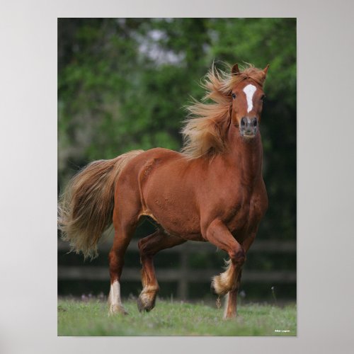 Chestnut Welsh Pony Mane and Tail Flowing Poster