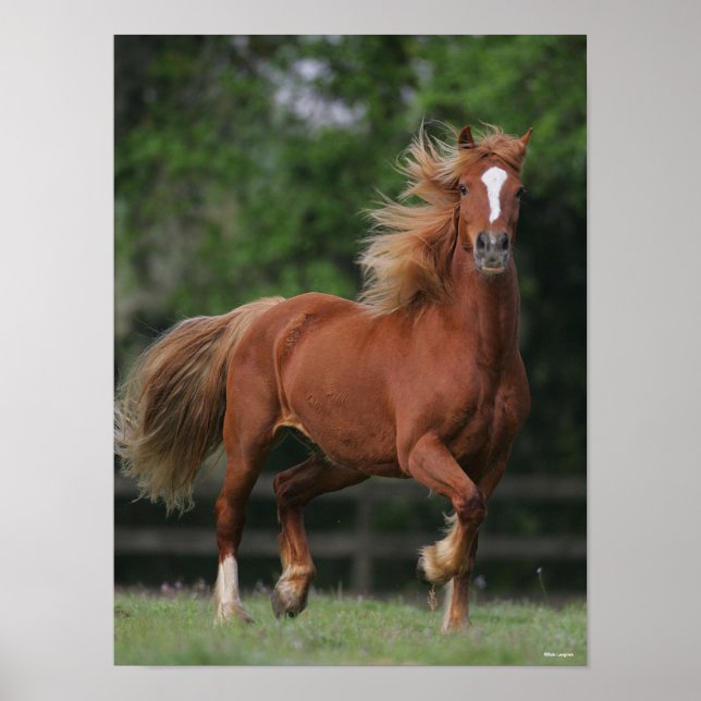 Chestnut Welsh Pony Mane and Tail Flowing Poster (Front)