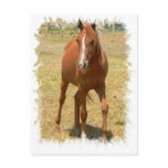 Chestnut Yearling Horse Postcard