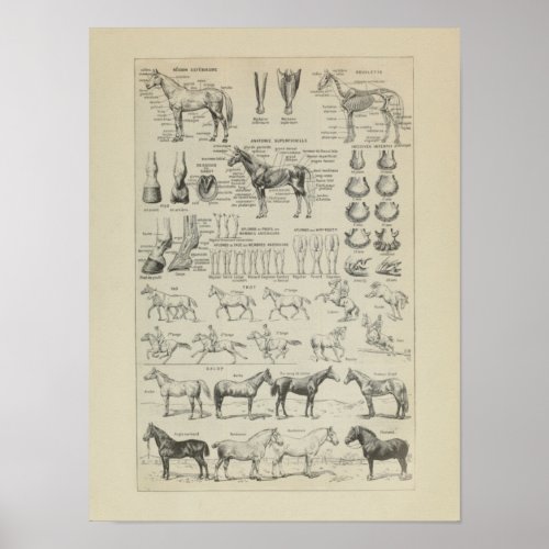 Cheval Anatomie Aplombs Squelette Horse Anatomy Poster