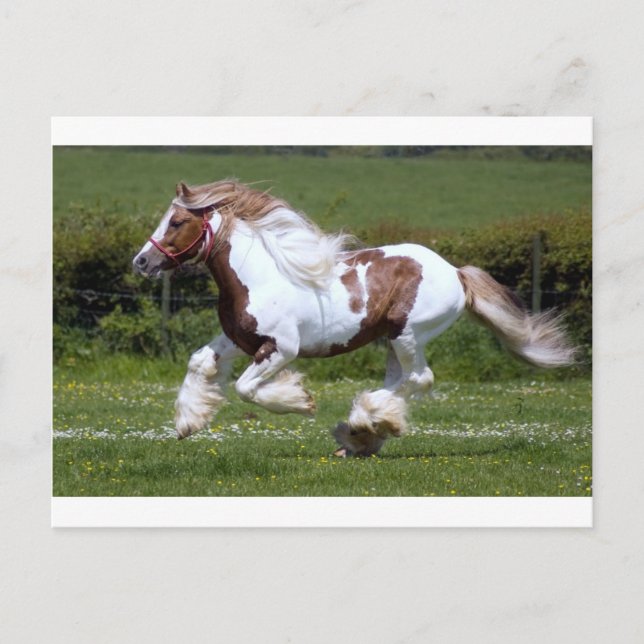 Cheval Postcard (Front)