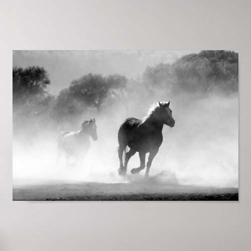 Chevaux noir et blanc poster