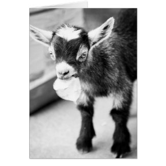 Chewing Goat Cards