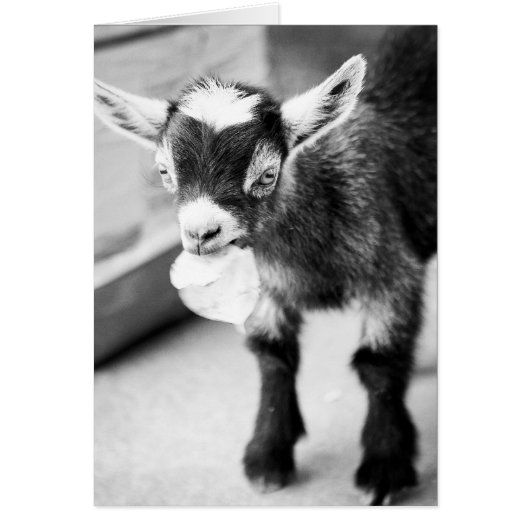 Chewing Goat Cards (Front)