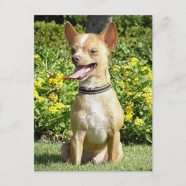 Chi Chi Postcard (Front)