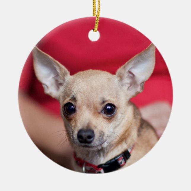 Chi Chi Sweet Pea Brown Chihuahua Ornament (Front)