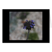 Chia Desert Wildflower Borrego Springs California (Front Horizontal)