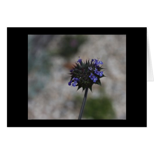 Chia Desert Wildflower Borrego Springs California (Front Horizontal)