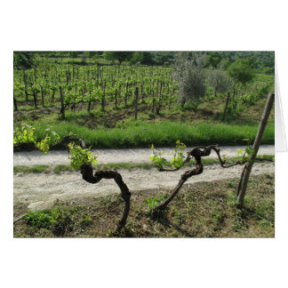 Chianti Vineyard in Tuscany Wine Region Italy Cards