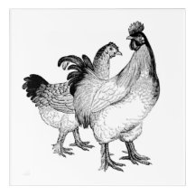 Chic Chickens! Crisp, Clean Chicken Wall Decor