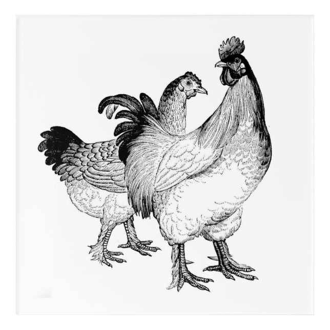 Chic Chickens! Crisp, Clean Chicken Wall Decor (Front)