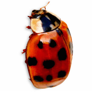 Chic Spotted Ladybug Cutout