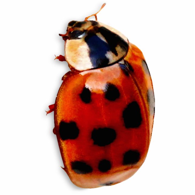 Chic Spotted Ladybug Cutout (Front)