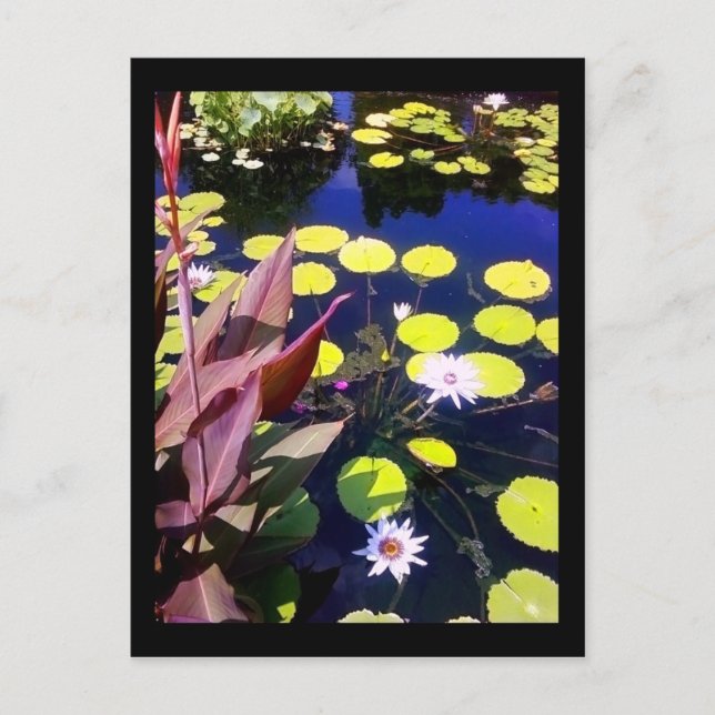 chicago botanic garden postcard (Front)