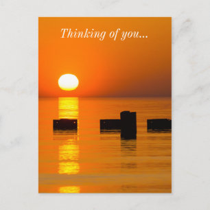 Chicago Orange Galore Morning Thinking Of You Postcard