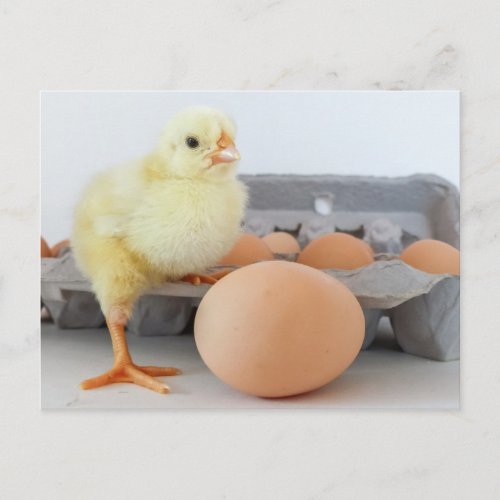 Chick and Egg Carton with Brown Egg Postcard