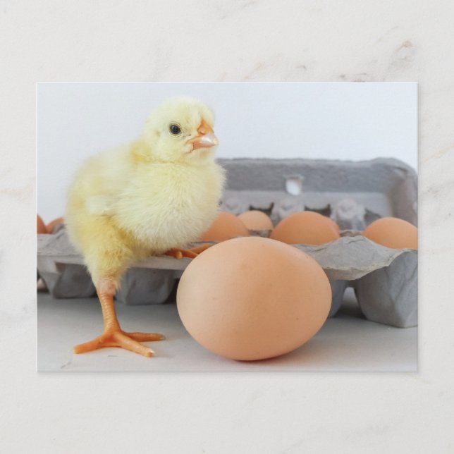 Chick and Egg Carton with Brown Egg Postcard (Front)