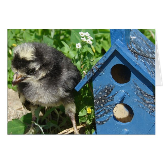 Chick and Mixed Media Birdhouse (Front Horizontal)