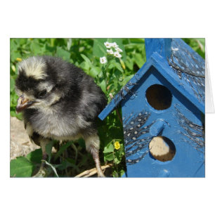 Chick and Mixed Media Birdhouse Cards