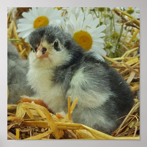chick animal baby cute flower yellow white poster