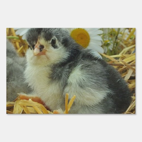 chick animal baby cute flower yellow white sign