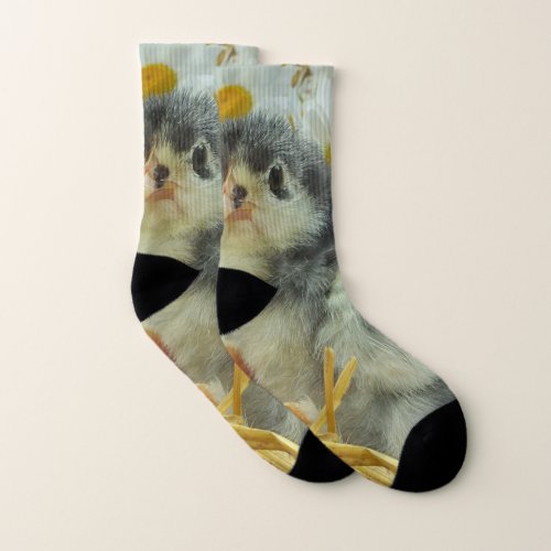 chick animal baby cute flower yellow white socks