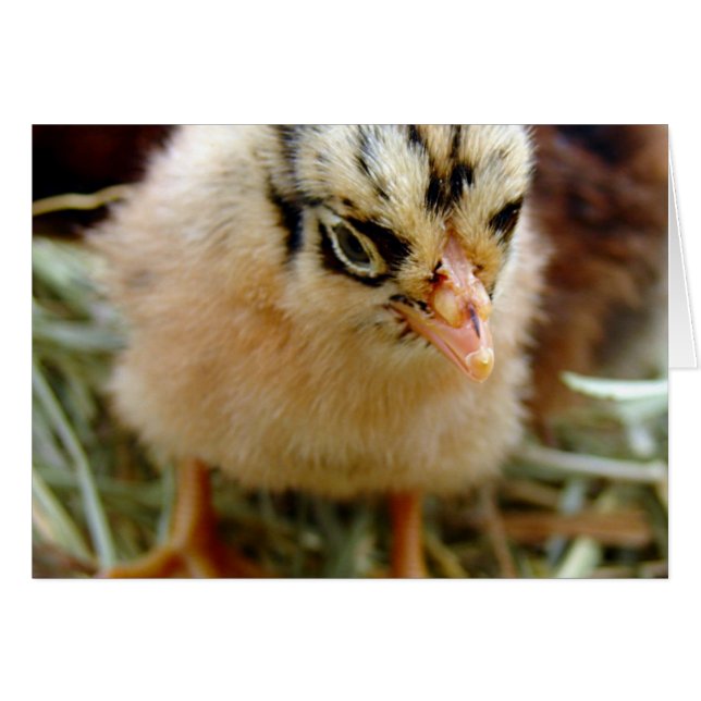 Chick Cards (Front Horizontal)