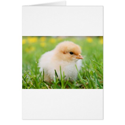 Chick Cards (Front)
