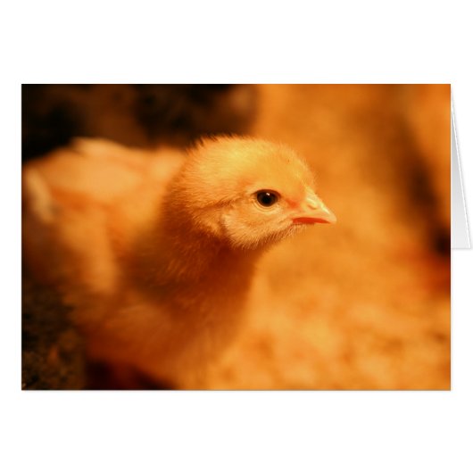 Chick Cards (Front Horizontal)