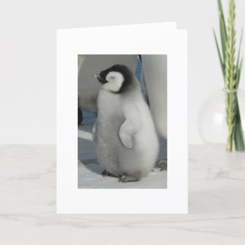 Chick Chat - Penguin Style Card by trish1968 at Zazzle