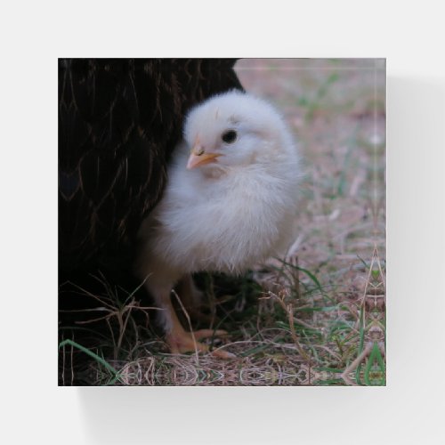 chick chicken animal cute bird baby farm paperweight