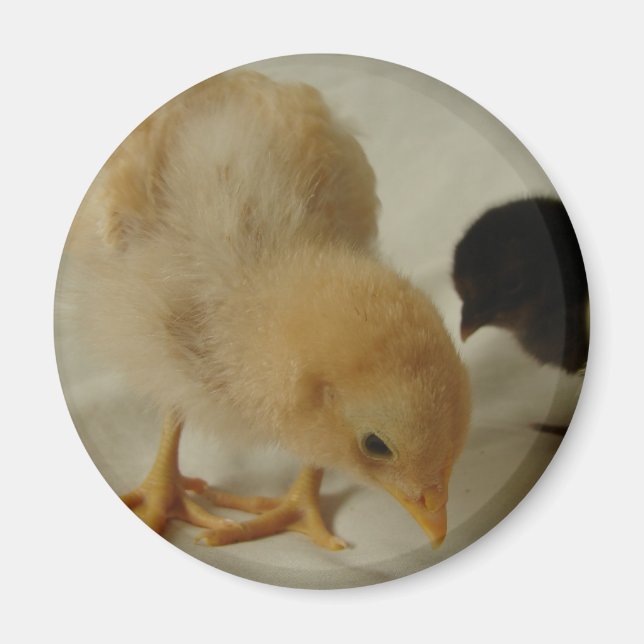 Chick Close Up Magnet (Front)