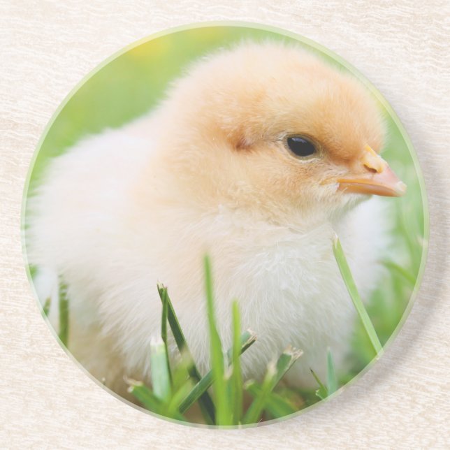 Chick Coaster (Front)
