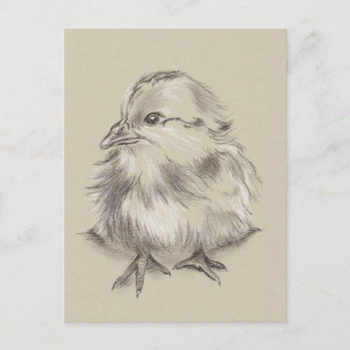 Chick Drawing Black and White on Taupe Postcard