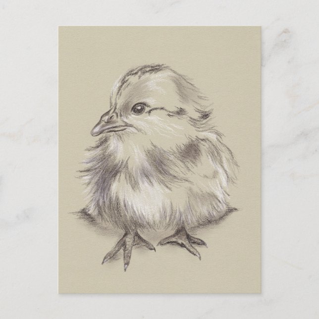 Chick Drawing Black and White on Taupe Postcard (Front)