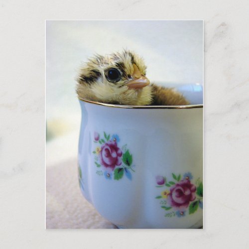 Chick in a Tea Cup Holiday Postcard