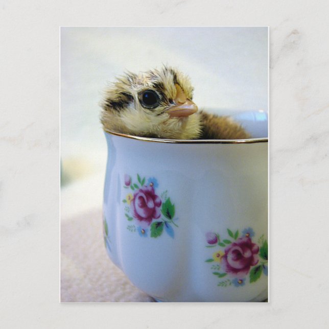 Chick in a Tea Cup Holiday Postcard (Front)