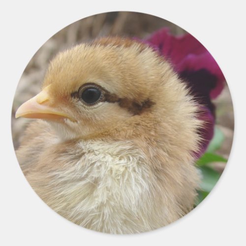Chick in Pansy Garden Classic Round Sticker