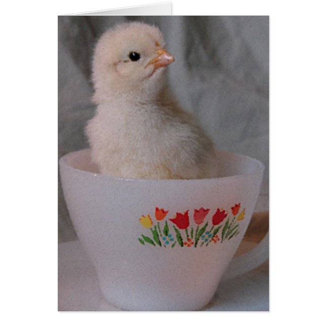 Chick in Vintage Teacup All Occasion Blank Inside  Cards (Front)