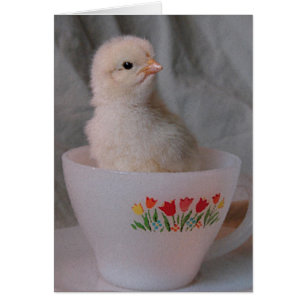 Chick in Vintage Teacup Cards