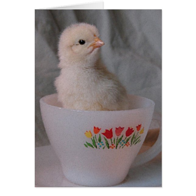 Chick in Vintage Teacup Cards (Front)